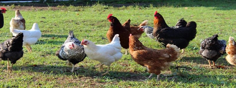 Creswick Farms — pasture-raised beef producer in Ravenna, Michigan