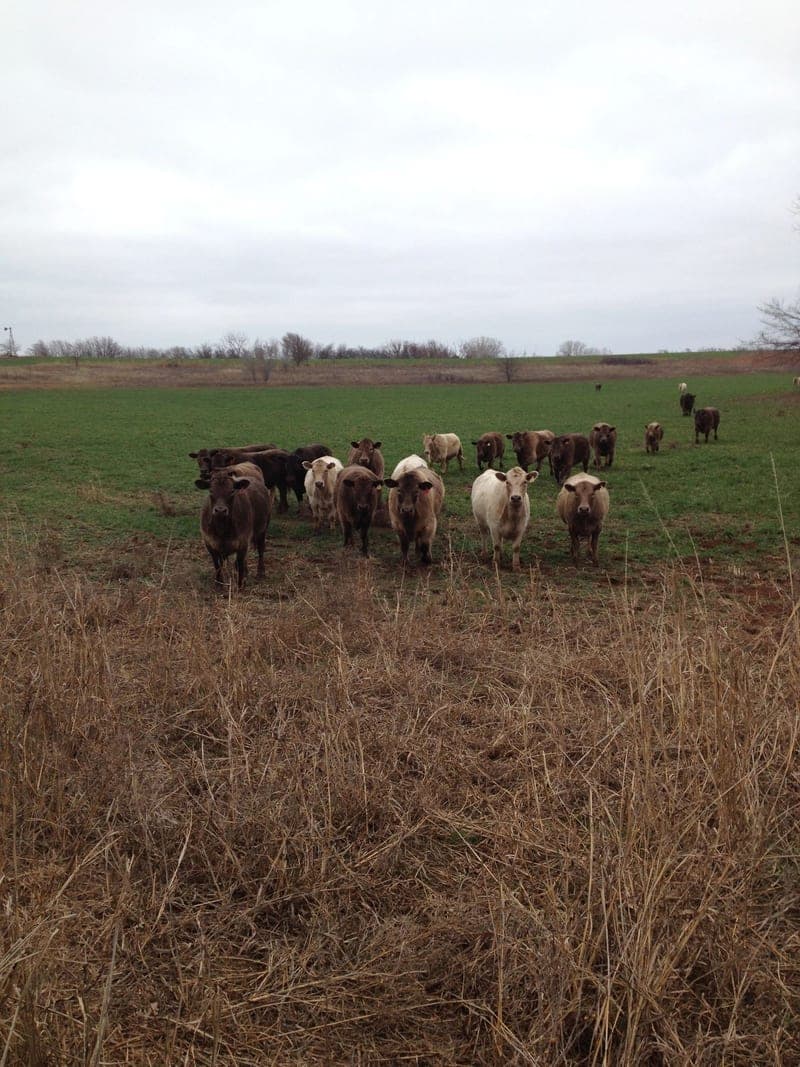Crispin Grass-Fed Beef — pasture-raised beef producer in Thomas, Oklahoma