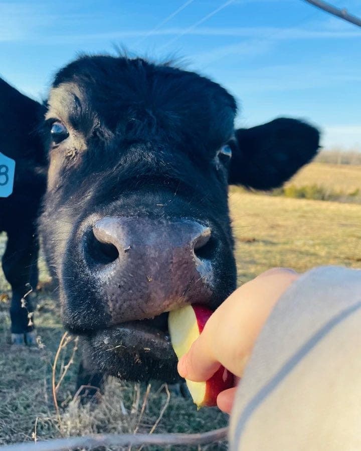 Critter Creek Farms — pasture-raised beef in Rolla, MO