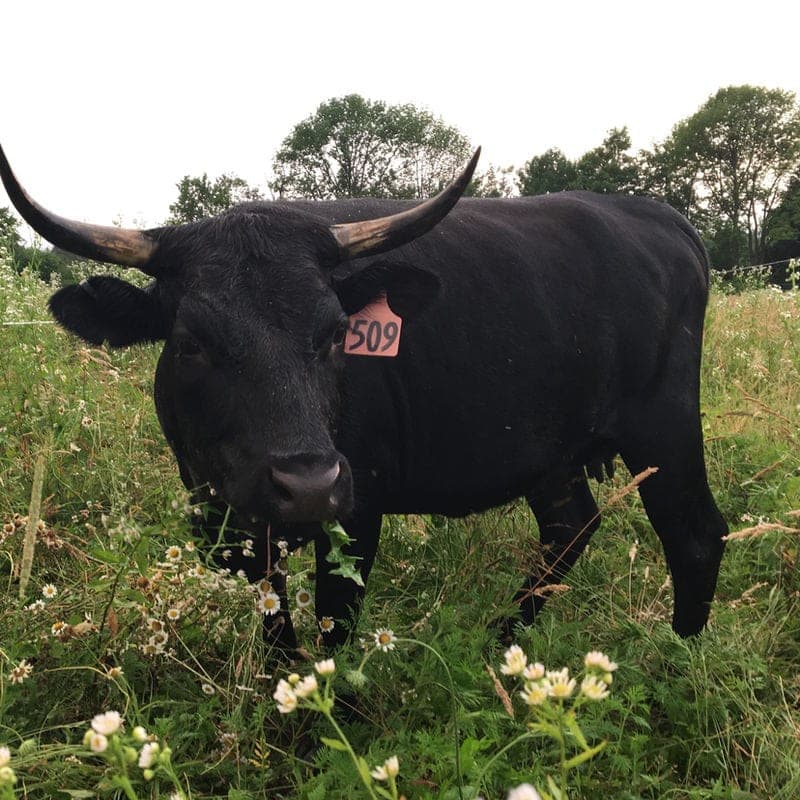 Deer Run Acres — pasture-raised beef producer in Edinboro, Pennsylvania