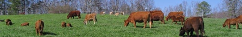 Dennis Farms — pasture-raised beef producer in Ranburne, Alabama