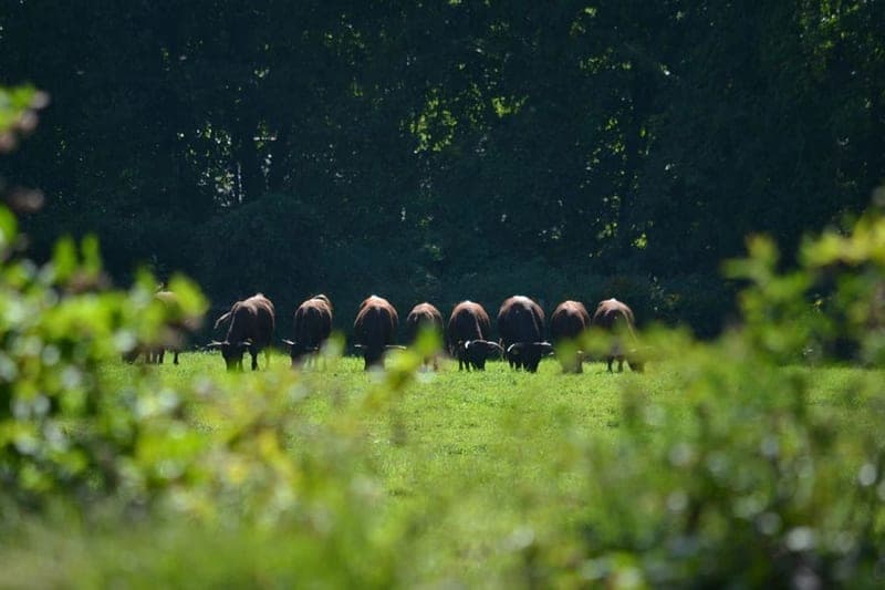 Devon Point Farm — pasture-raised beef producer in Rhode Island