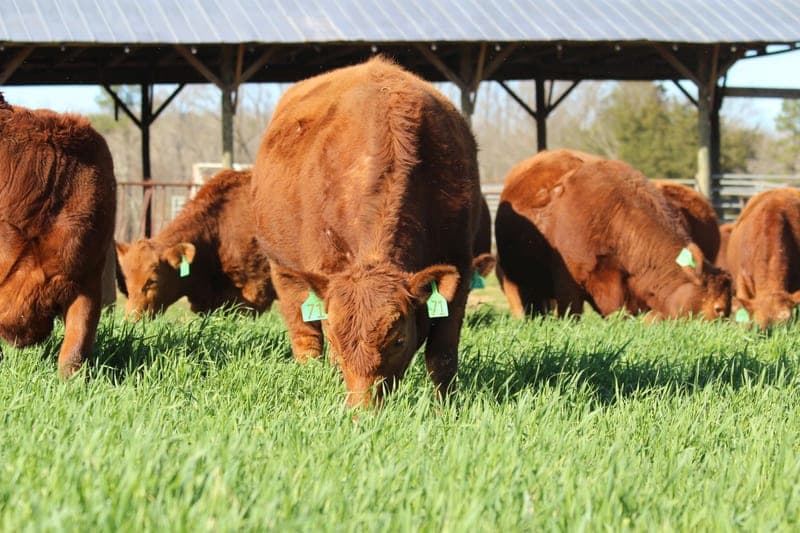 Double R Cattle Services, Inc — pasture-raised beef producer in Hillsborough, North Carolina