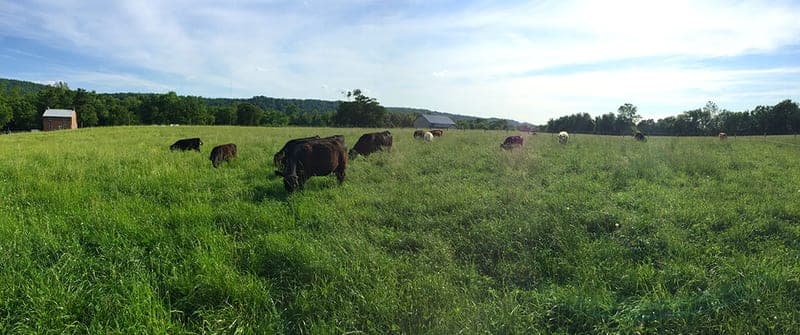 Drager Farms — pasture-raised beef producer in Marietta, Pennsylvania