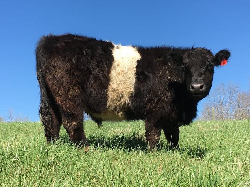 Dragonfly Farms — pasture-raised beef producer in Beaverdam, Virginia