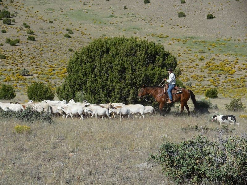 Dunhill Ranch — pasture-raised beef producer in Magdalena, New Mexico