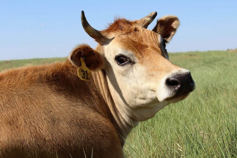 Ebert Farms — pasture-raised beef producer in Byers, Colorado