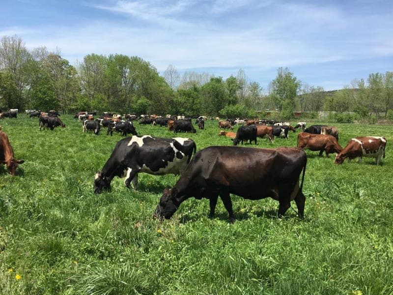 Engelbert Farms — pasture-raised beef producer in Nichols, New York
