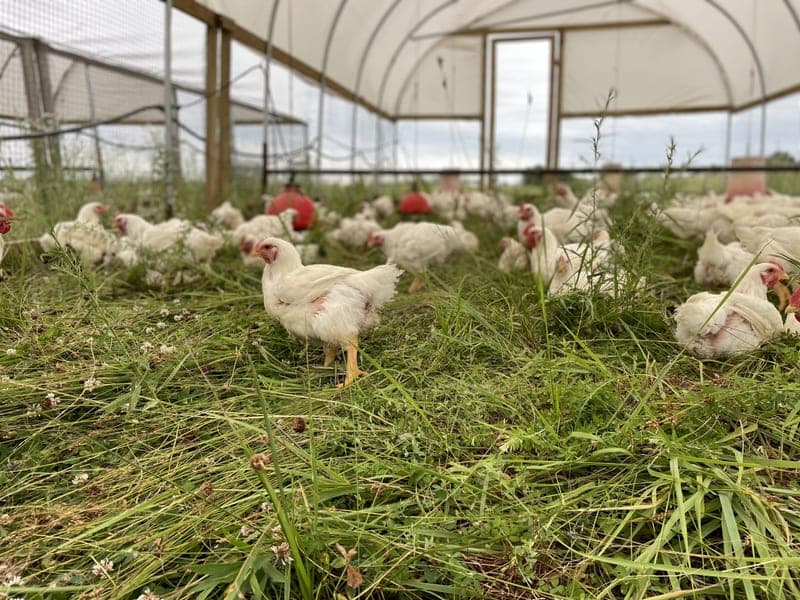 Farrar Family Farm — pasture-raised beef in Adrian, MO