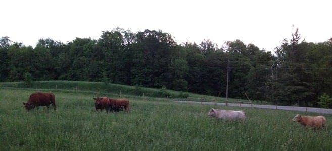 Fassnacht Family Farms — pasture-raised beef producer in Delphi, Indiana