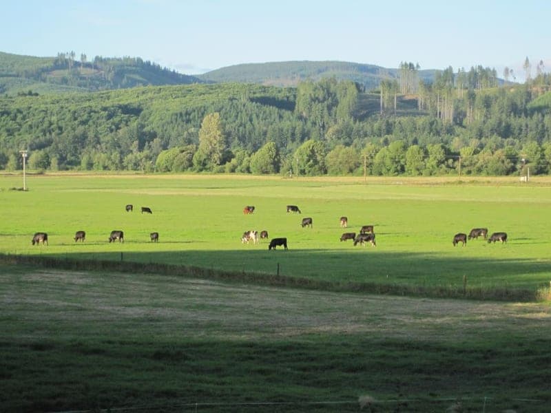 Five Star Farm Beef — pasture-raised beef producer in Oakville, Washington