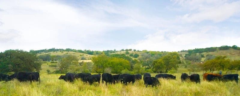 Fredericksburg Grassfed Beef — pasture-raised beef producer in Fredericksburg, Texas