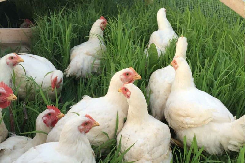 Freedom Valley Farm — pasture-raised beef producer in White Hall, Maryland