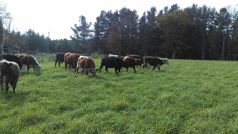 Freeman Farm — pasture-raised beef producer in Heath, Massachusetts