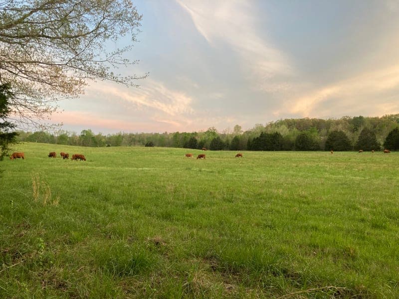 Glory 7 Farm & Ranch — pasture-raised beef in Lexington, TN