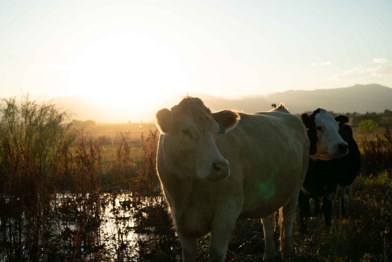 Grama Grass Livestock — pasture-raised beef producer in Longmont, Colorado