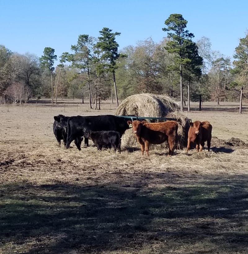 Grand G Ranch — pasture-raised beef producer in Livingston, Texas