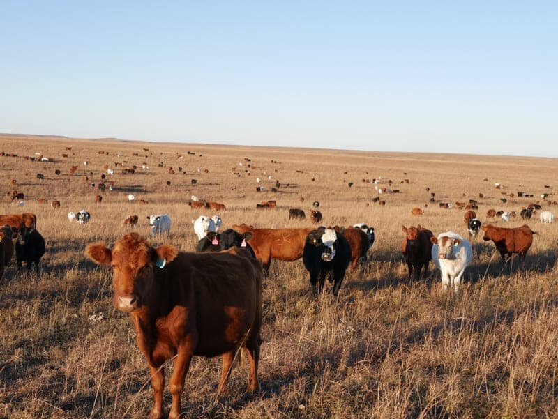 Graze The Praire — pasture-raised beef producer in Winfield, Kansas