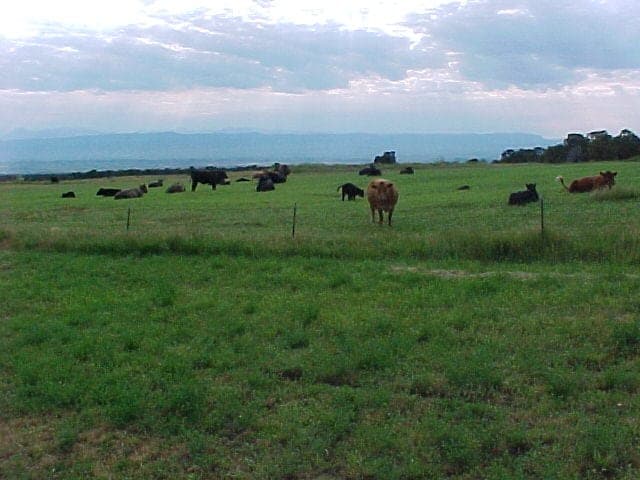 Green Place Ranch — pasture-raised beef producer in Olathe, Colorado