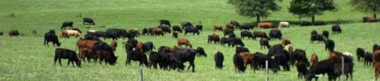 Greener Grass Farm — pasture-raised beef producer in Ethel, Missouri