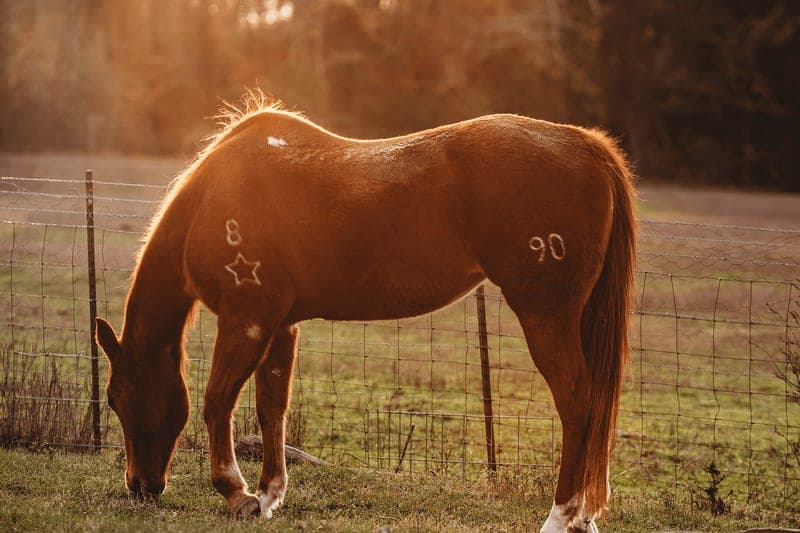 Greer Farm — pasture-raised beef producer in Daingerfield, Texas