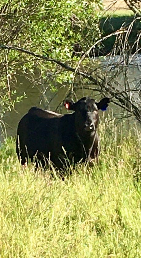 Hall Campbell Grass Fat Beef — pasture-raised beef in Roseburg, OR