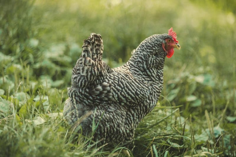 Harmon Creek Farms — pasture-raised beef producer in Hartville, Ohio