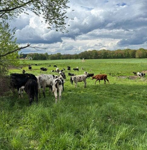 Hastings Farm — pasture-raised beef producer in Suffield, Connecticut