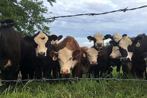 Heaven Sent Farms — pasture-raised beef producer in Avella, Pennsylvania