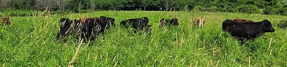 Hephzibah Farms, Inc. — pasture-raised beef producer in Hebron, Illinois