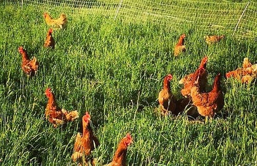 Herondale Farm — pasture-raised beef producer in Ancramdale, New York