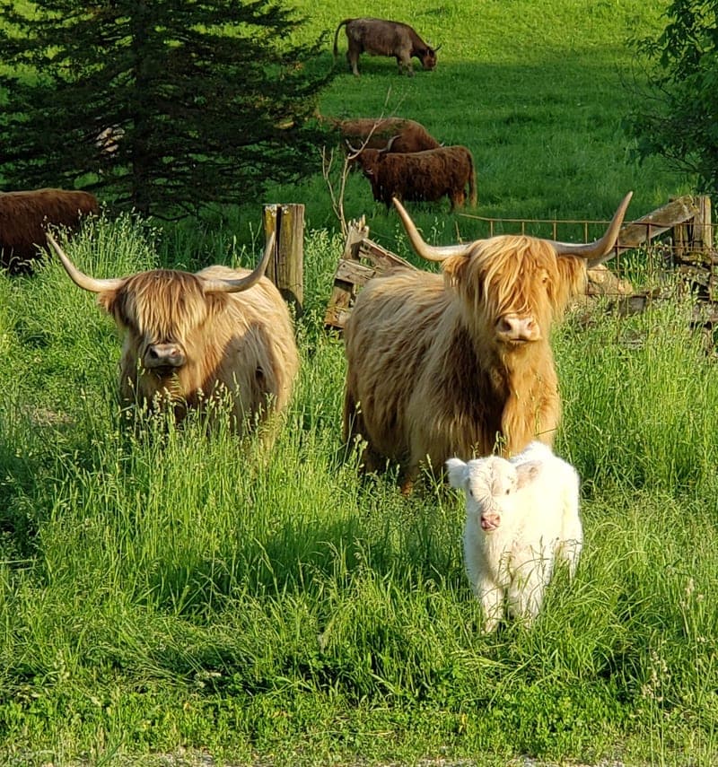 Highland View Farm — pasture-raised beef producer in Decorah, Iowa
