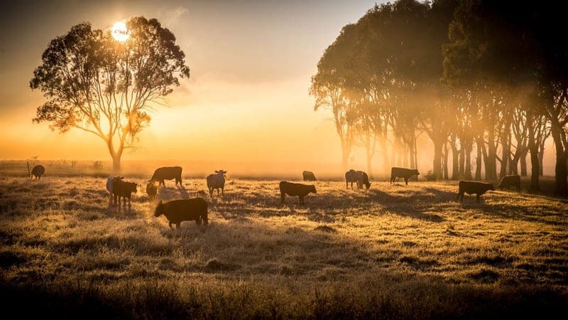 Hochstetler Meats — pasture-raised beef producer in Plain City, Ohio