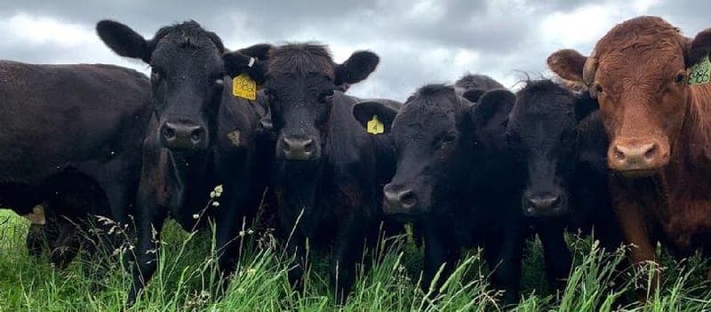 Holly Grove Farm — pasture-raised beef in Ivor, VA