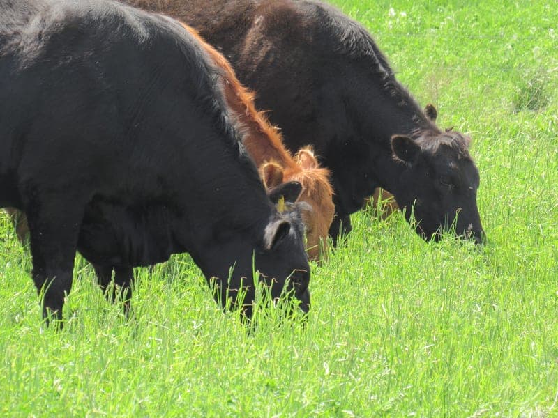Holy Cow Farm Fresh — pasture-raised beef in Monon, IN