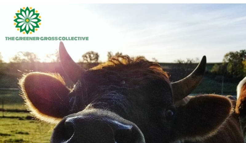 Idaho Valley Farm — pasture-raised beef in Reedsburg, WI