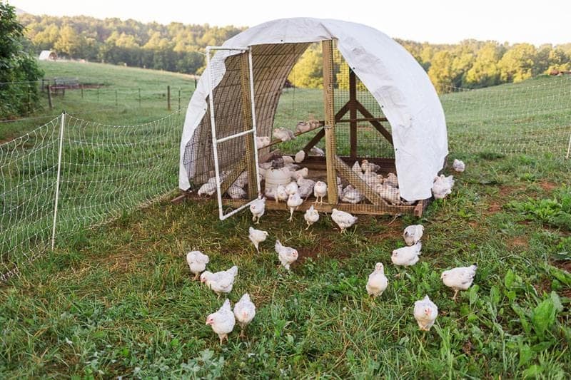 Intended Way Farm — pasture-raised beef producer in Pinnacle, North Carolina