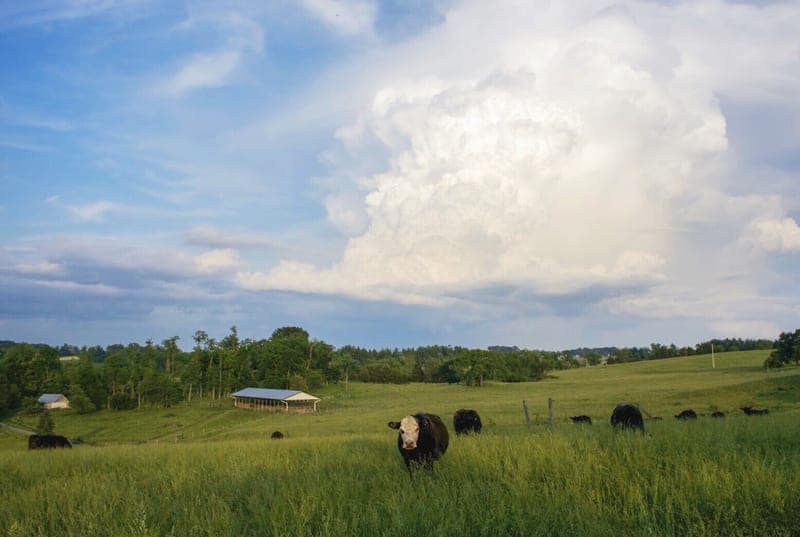 Johnsville Meadows Farm — pasture-raised beef producer in Woodsboro, Maryland