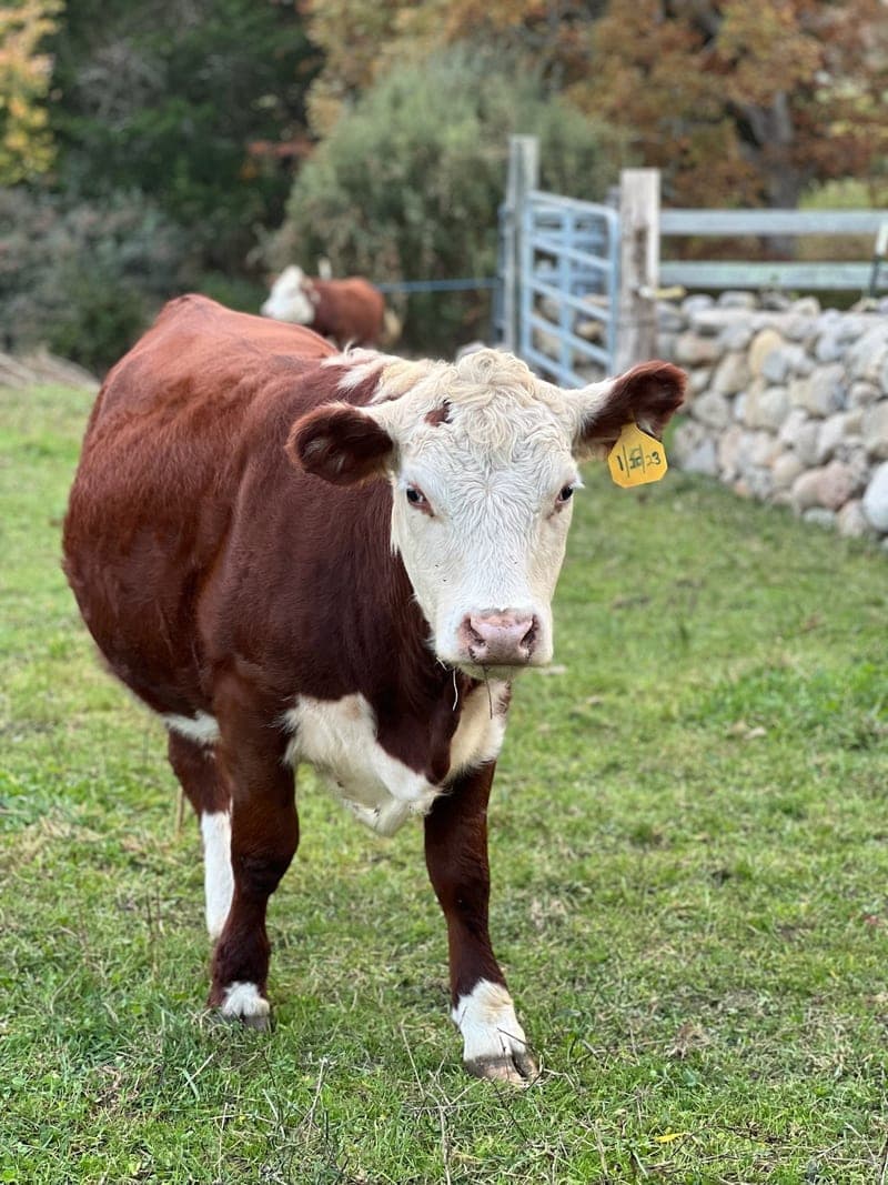 Jordan Farm — pasture-raised beef producer in S. Dartmouth, Massachusetts
