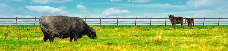 Kay's HomeFarm, Inc. — pasture-raised beef in Cedarburg, WI