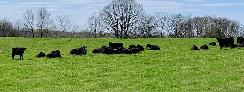KC Grass Fed Beef — pasture-raised beef producer in Lawson, Missouri
