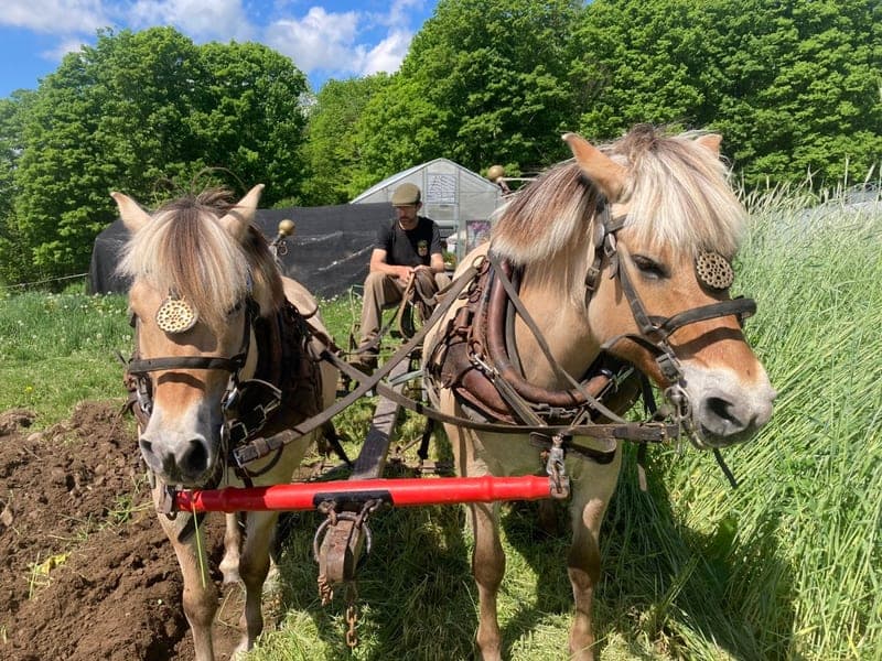 Kingbird Farm — pasture-raised beef producer in Berkshire, New York
