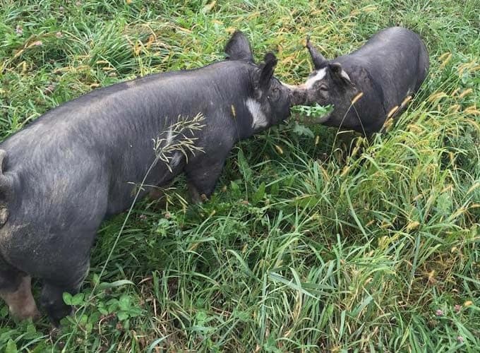 Kinnikinnick Farm — pasture-raised beef producer in Caledonia, Illinois