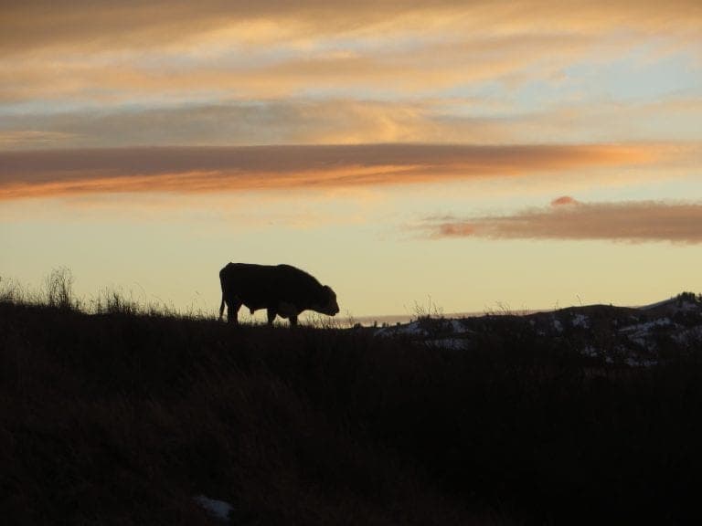KM Montana Grassfed Beef — pasture-raised beef producer in Kalispell, Montana