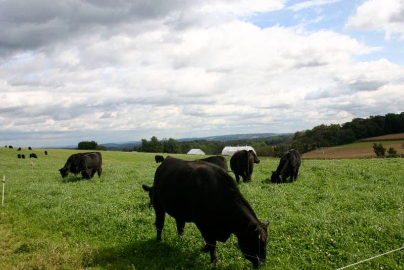 Kookaburra Farm — pasture-raised beef producer in Brogue, Pennsylvania