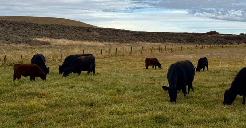 Kruger Cattle LLC — pasture-raised beef producer in 20601 Rocklyn Road N Davenport, Washington