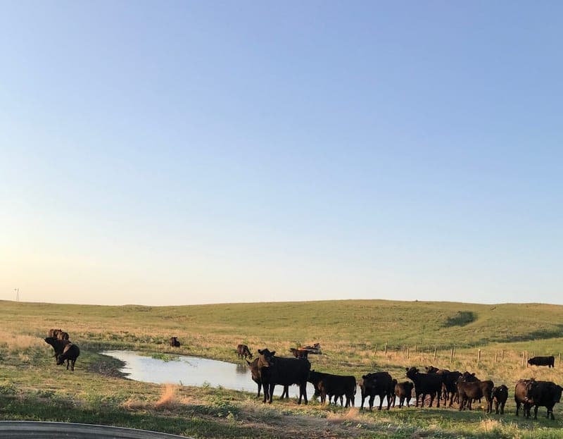 LaRae Thompson — pasture-raised beef producer in Brady, Nebraska