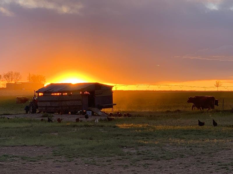 Larga Vista Ranch & Dairy — pasture-raised beef in Boone, CO