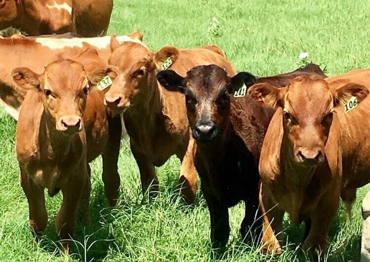 Lazy A Ranch — pasture-raised beef producer in Bellville, Texas