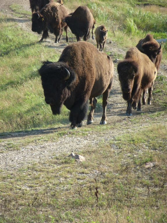 Lazy Heart D — pasture-raised beef producer in Westmoreland, Kansas